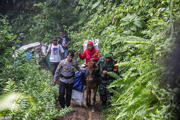 Gajah dan Kuda Angkut Surat Suara Atasi Kendala Transportasi